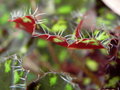 vignette Begonia bowerae