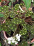 vignette Begonia bowerae