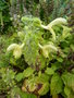 vignette Salvia glutinosa