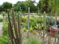 vignette Cactus au Jardin des Plantes de Nantes