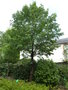 vignette Sorbus domestica - Cormier, Sorbier domestique