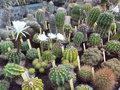 vignette Collection Andr Camboulive - Cactus