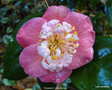 vignette Camlia ' DEWATAIRIN ' camellia  japonica de higo