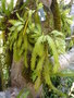 vignette Dendrobium (anceps?)