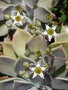 vignette Graptopetalum paraguayense ssp. paraguayense