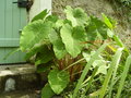 vignette Colocasia esculenta pink china