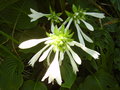 vignette Hosta royal