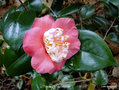 vignette Camlia ' DEWATAIRIN ' camellia  japonica de higo