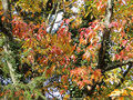 vignette Quercus rubra