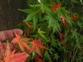 vignette Acer palmaum semis naturel jolies oetites feuilles qui se colorent bien au 08 10 11