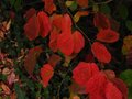vignette Parrotia persica vanessa gros plan au 18 10 11