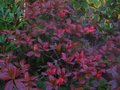 vignette Rhododendron(azalea ) Jolie madame qui met ses belles couleurs d'automne au 27 09 11