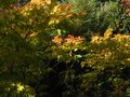vignette Acer palmatum senkaki qui commence à se colorer au 26 10 11