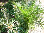 vignette palmier Phoenix canariensis