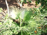 vignette palmier Washingtonia robusta