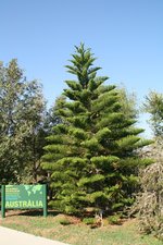 vignette araucaria excelsa