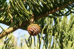 vignette araucaria excelsa