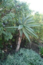 vignette aloe candelabrum