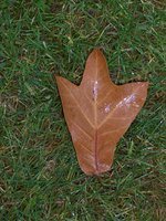 vignette Quercus marylandica  / Fagacées / est USA