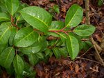 vignette Prunus lusitanica var. azorica / Rosaceae / Aores
