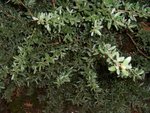 vignette Leptospermum rodwayanum / Myrtaceae / Tasmanie