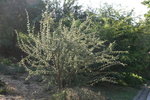 vignette acacia leuderitzii var.retinens