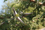 vignette acacia leuderitzii var. retinens