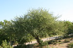 vignette acacia tortilis