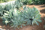 vignette agave celsii