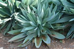 vignette agave celsii