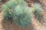 vignette agave striata