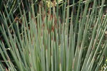 vignette agave striata