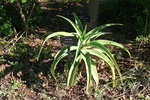 vignette aloe thraskii