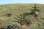 vignette araucaria araucana