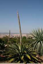 vignette agave inaequidens