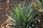 vignette agave filifera