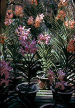 vignette Orchides 