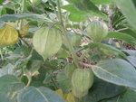 vignette Physalis peruviana fruits