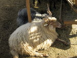 vignette mouton hongrois a cornes torsades