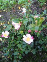 vignette camellia sasanqua  narumi gata