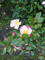 vignette camellia sasanqua  narumi gata