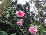 vignette camellia japonica marie phoebe simmon