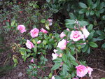 vignette camellia japonica