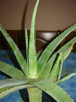 vignette aloe vera