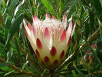 vignette protea repens (fleur 2007)