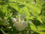 vignette staphylea pinnata