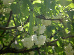 vignette staphylea pinnata en fleur