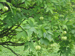 vignette staphylea pinnata