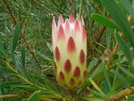 vignette protea repens (inflorescence en cours d'ouverture)