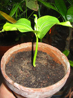 vignette Adansonia Rubrostipa seedling
